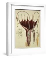 Squid, Pl.2 from "Histoire Naturelle Generale Et Particuliere Des Cephalopodes Acetabuliferes"-Antoine Chazal-Framed Giclee Print