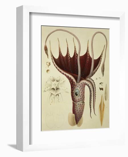 Squid, Pl.2 from "Histoire Naturelle Generale Et Particuliere Des Cephalopodes Acetabuliferes"-Antoine Chazal-Framed Giclee Print