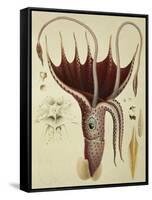 Squid, Pl.2 from "Histoire Naturelle Generale Et Particuliere Des Cephalopodes Acetabuliferes"-Antoine Chazal-Framed Stretched Canvas