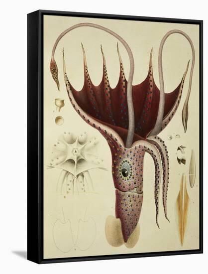 Squid, Pl.2 from "Histoire Naturelle Generale Et Particuliere Des Cephalopodes Acetabuliferes"-Antoine Chazal-Framed Stretched Canvas