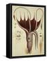 Squid, Pl.2 from "Histoire Naturelle Generale Et Particuliere Des Cephalopodes Acetabuliferes"-Antoine Chazal-Framed Stretched Canvas