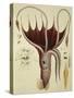 Squid, Pl.2 from "Histoire Naturelle Generale Et Particuliere Des Cephalopodes Acetabuliferes"-Antoine Chazal-Stretched Canvas