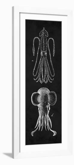 Squid Study-N. Harbick-Framed Premium Giclee Print