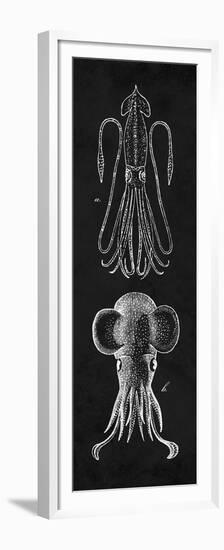 Squid Study-N. Harbick-Framed Premium Giclee Print