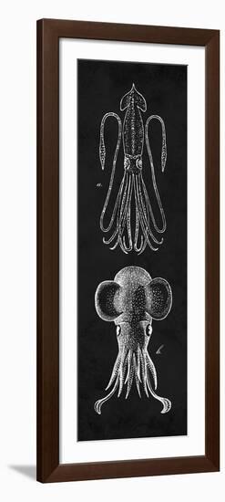 Squid Study-N. Harbick-Framed Art Print