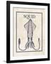 Squid-N. Harbick-Framed Art Print