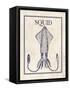 Squid-N. Harbick-Framed Stretched Canvas