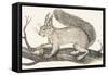 Squirrel, 1850 (Engraving)-Louis Simon (1810-1870) Lassalle-Framed Stretched Canvas