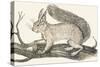 Squirrel, 1850 (Engraving)-Louis Simon (1810-1870) Lassalle-Stretched Canvas