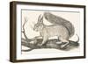 Squirrel, 1850 (Engraving)-Louis Simon (1810-1870) Lassalle-Framed Giclee Print