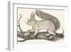 Squirrel, 1850 (Engraving)-Louis Simon (1810-1870) Lassalle-Framed Giclee Print