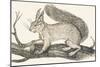 Squirrel, 1850 (Engraving)-Louis Simon (1810-1870) Lassalle-Mounted Giclee Print