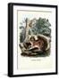 Squirrel, 1863-79-Raimundo Petraroja-Framed Giclee Print