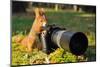 Squirrel as a Photographer with Big Professional Camera-Stanislav Duben-Mounted Photographic Print