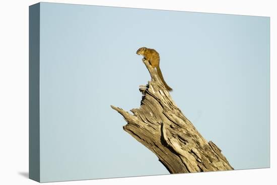 Squirrel, Botswana-Paul Souders-Stretched Canvas