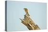 Squirrel, Botswana-Paul Souders-Stretched Canvas