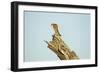 Squirrel, Botswana-Paul Souders-Framed Photographic Print