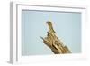 Squirrel, Botswana-Paul Souders-Framed Photographic Print