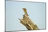 Squirrel, Botswana-Paul Souders-Mounted Photographic Print