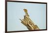 Squirrel, Botswana-Paul Souders-Framed Photographic Print