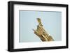 Squirrel, Botswana-Paul Souders-Framed Photographic Print