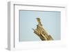 Squirrel, Botswana-Paul Souders-Framed Photographic Print