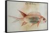 Squirrel Fish or Soldier Fish-John White-Framed Stretched Canvas