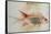 Squirrel Fish or Soldier Fish-John White-Framed Stretched Canvas