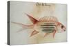 Squirrel Fish or Soldier Fish-John White-Stretched Canvas