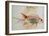 Squirrel Fish or Soldier Fish-John White-Framed Giclee Print