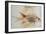 Squirrel Fish or Soldier Fish-John White-Framed Giclee Print