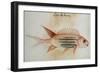 Squirrel Fish or Soldier Fish-John White-Framed Giclee Print
