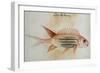 Squirrel Fish or Soldier Fish-John White-Framed Giclee Print