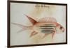 Squirrel Fish or Soldier Fish-John White-Framed Giclee Print