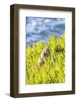 Squirrel in Ice Plants, La Jolla, San Diego, California-Stuart Westmorland-Framed Photographic Print