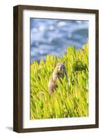 Squirrel in Ice Plants, La Jolla, San Diego, California-Stuart Westmorland-Framed Photographic Print