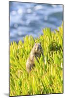 Squirrel in Ice Plants, La Jolla, San Diego, California-Stuart Westmorland-Mounted Photographic Print
