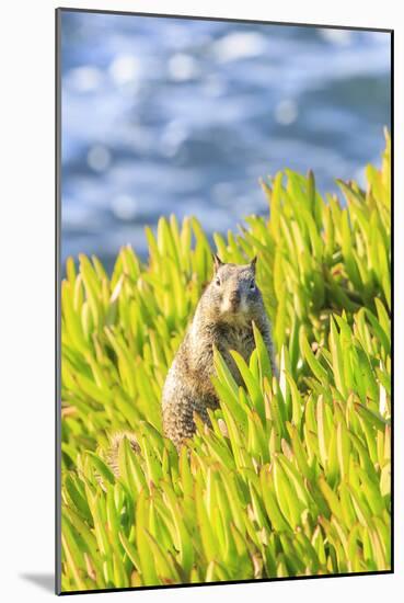 Squirrel in Ice Plants, La Jolla, San Diego, California-Stuart Westmorland-Mounted Photographic Print