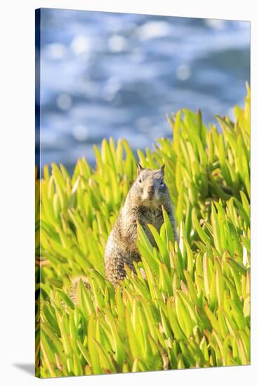 Squirrel in Ice Plants, La Jolla, San Diego, California-Stuart Westmorland-Stretched Canvas