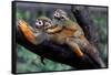 Squirrel Monkey and Baby-Lantern Press-Framed Stretched Canvas