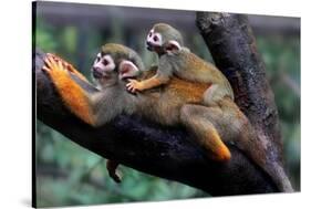 Squirrel Monkey and Baby-Lantern Press-Stretched Canvas