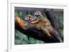 Squirrel Monkey and Baby-Lantern Press-Framed Premium Giclee Print