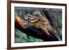 Squirrel Monkey and Baby-Lantern Press-Framed Premium Giclee Print