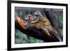 Squirrel Monkey and Baby-Lantern Press-Framed Premium Giclee Print