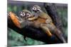 Squirrel Monkey and Baby-Lantern Press-Mounted Premium Giclee Print