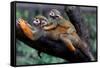 Squirrel Monkey and Baby-Lantern Press-Framed Stretched Canvas