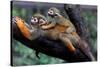 Squirrel Monkey and Baby-Lantern Press-Stretched Canvas