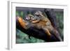 Squirrel Monkey and Baby-Lantern Press-Framed Art Print