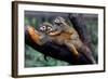Squirrel Monkey and Baby-Lantern Press-Framed Art Print