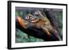 Squirrel Monkey and Baby-Lantern Press-Framed Art Print